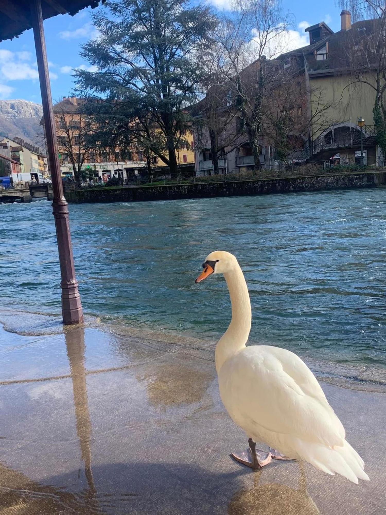 La Petite Venise Des Alpes, Ultra Centre 1 A 5 Pers Διαμέρισμα Άννεσι Εξωτερικό φωτογραφία
